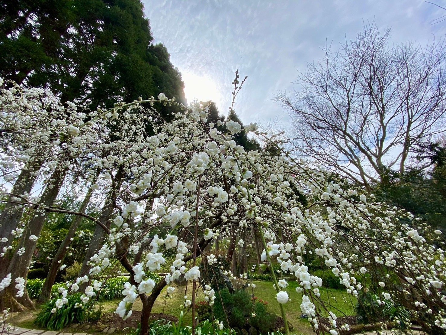 S__116203532_0