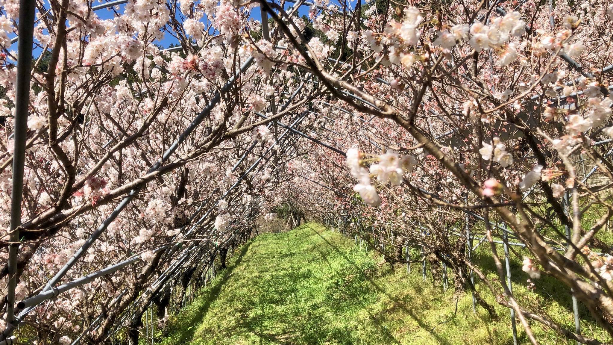 - 櫻桃花隧道