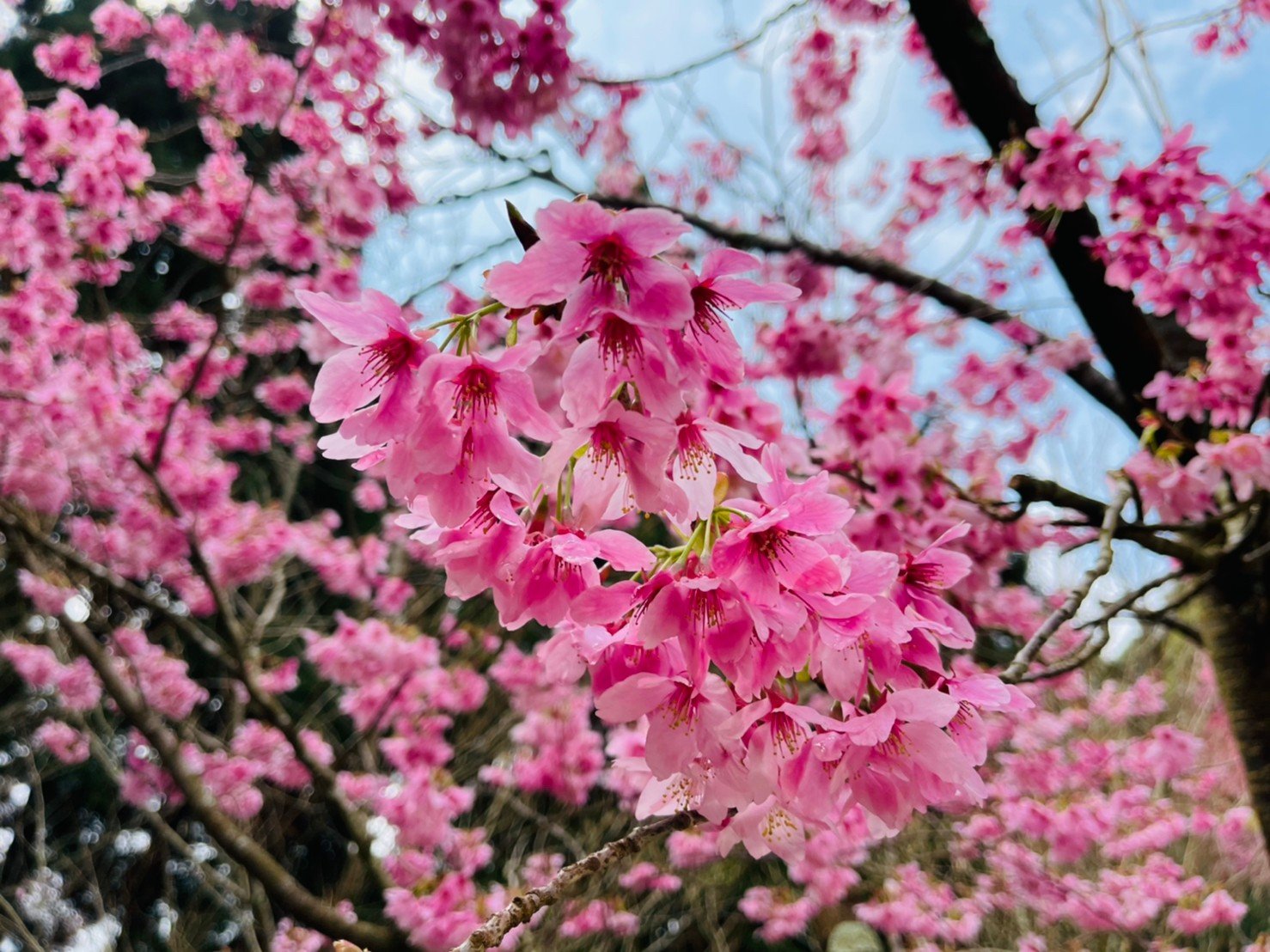 - 櫻花-2