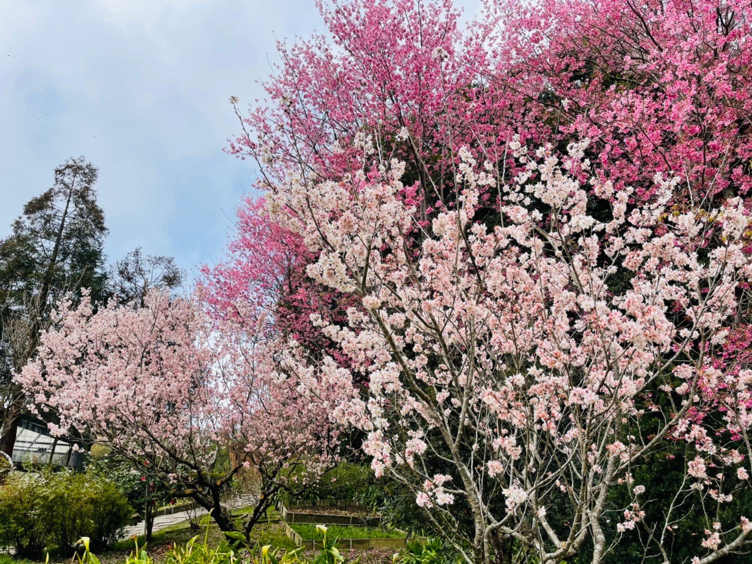 - 櫻花-3