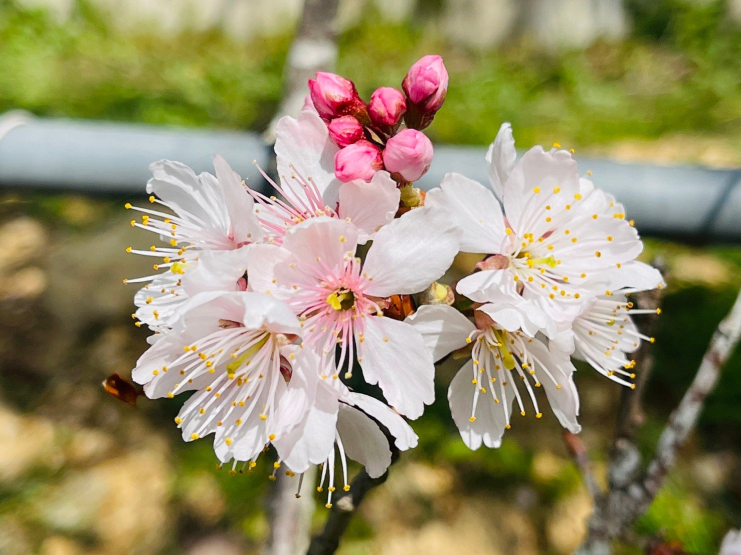 - 櫻花-4