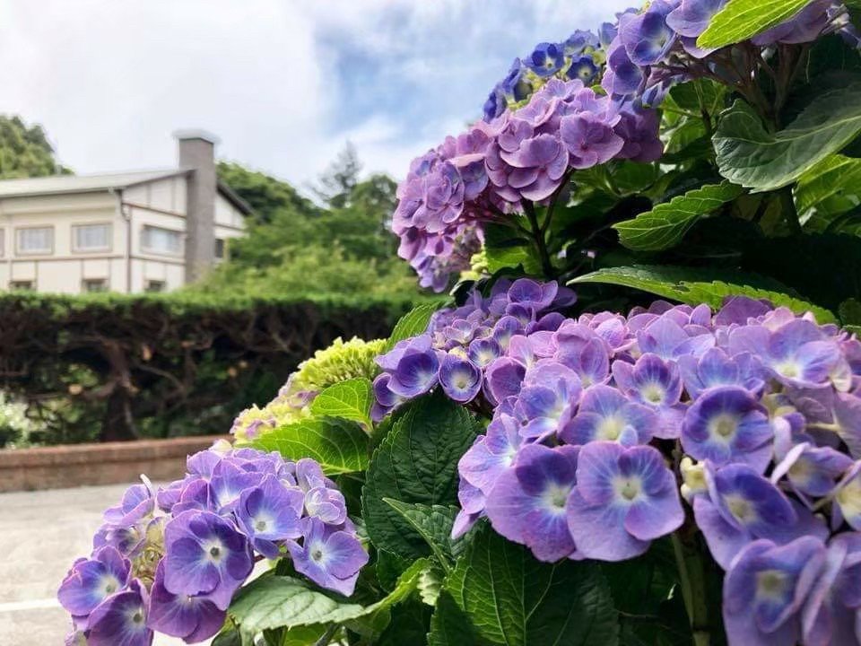 - 繡球花