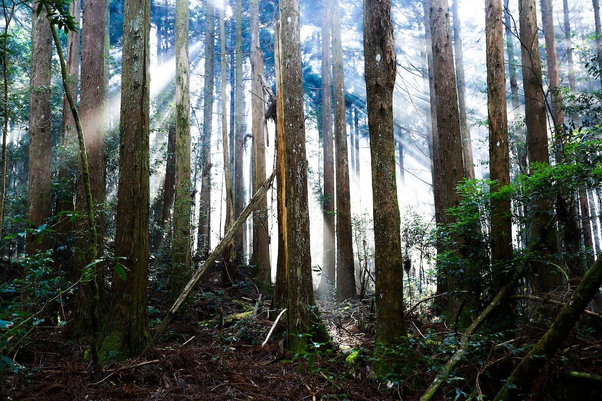 野馬瞰山